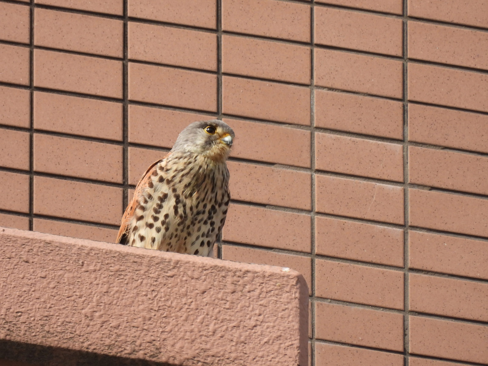 チョウゲンボウメイン