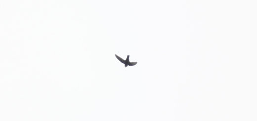 ヒメアマツバメ飛翔