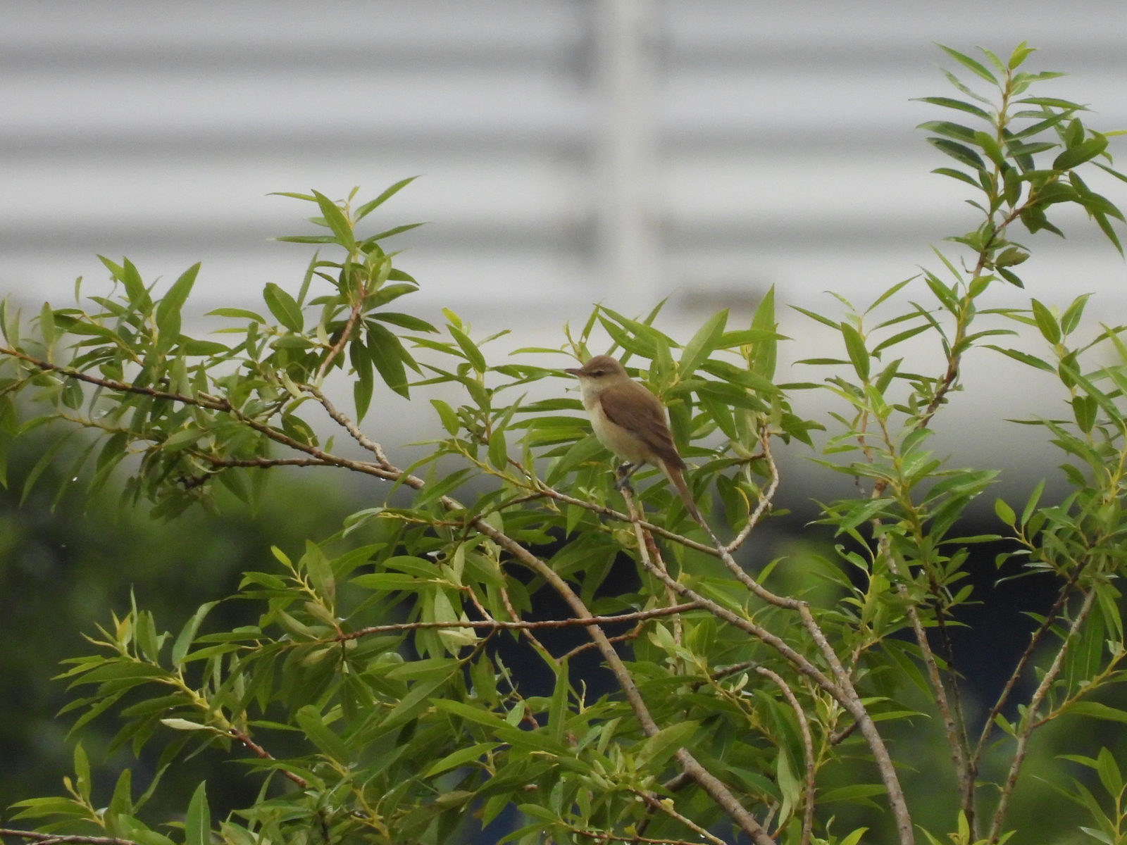 オオヨシキリ木の枝先