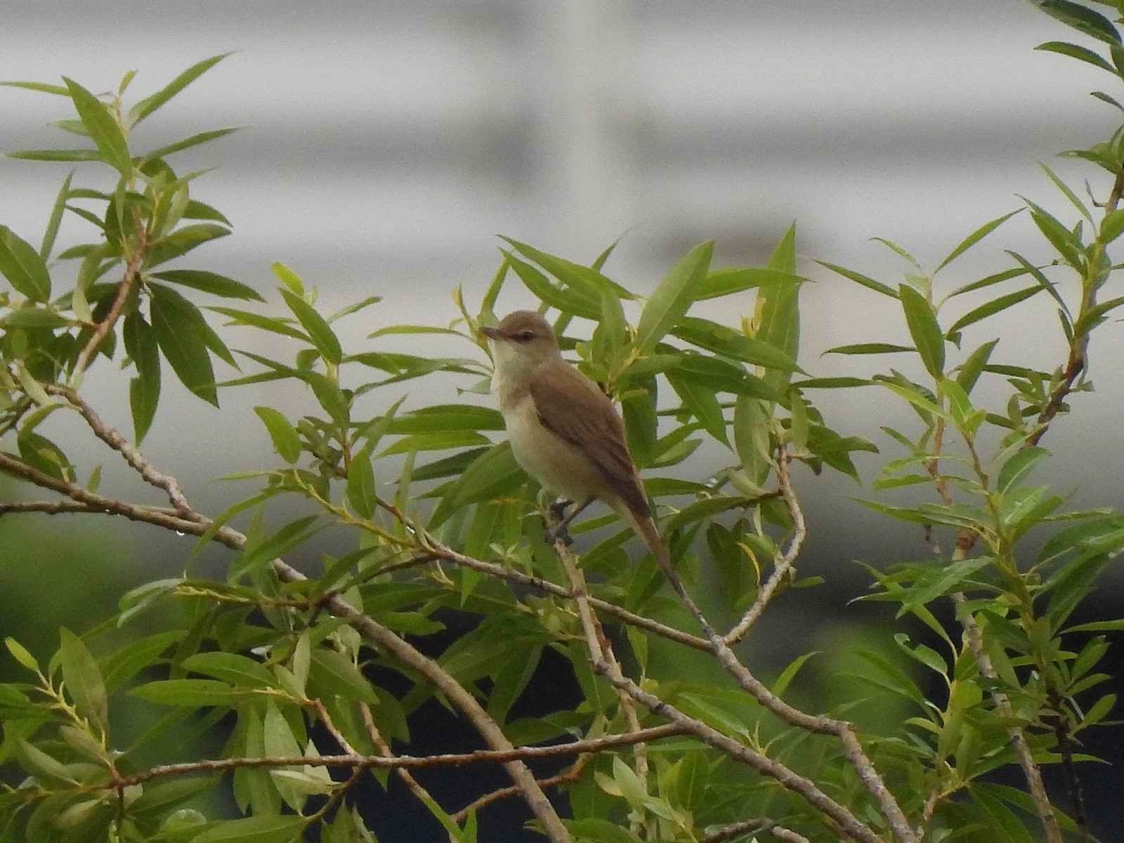 オオヨシキリ木の枝先
