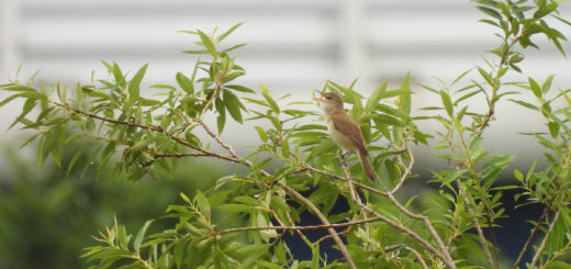 オオヨシキリ木の枝先鳴く
