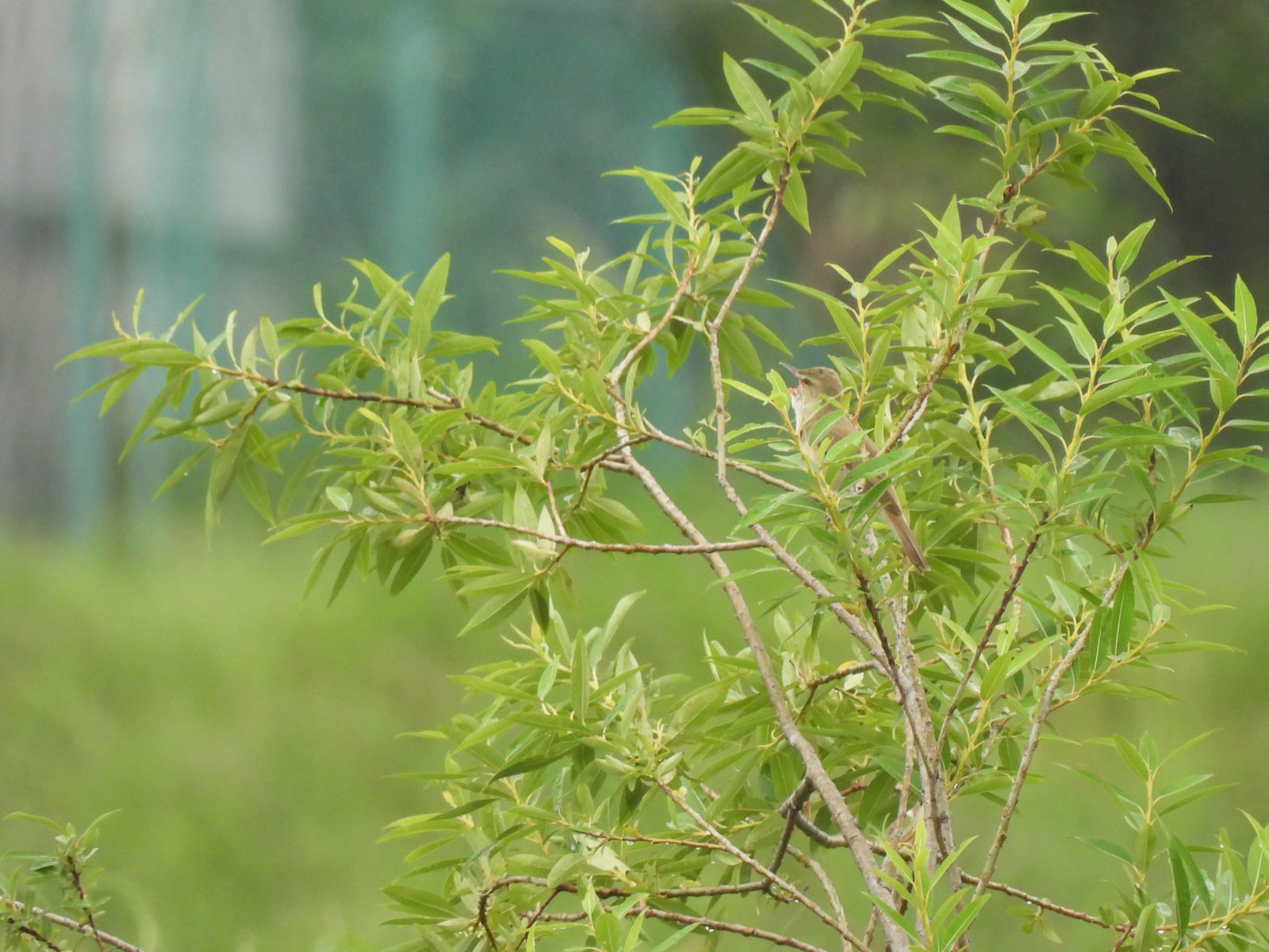 オオヨシキリ木の枝先鳴く