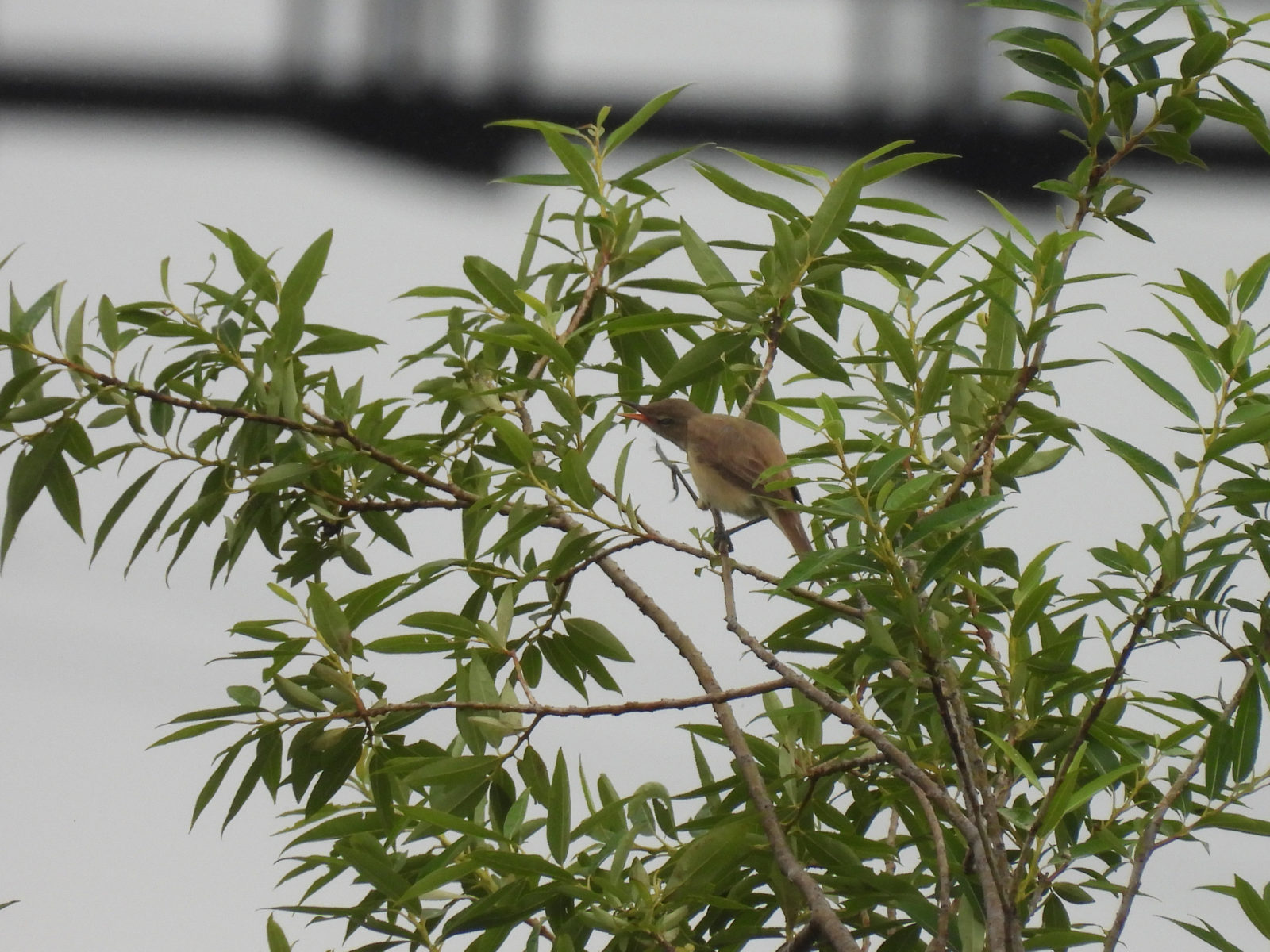 オオヨシキリ木の枝先鳴く