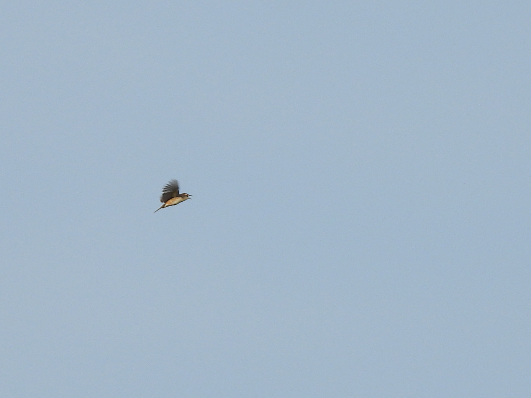 セッカ@8の字を描いて飛ぶ | みどりの鳥 〜横浜市北部・緑区周辺の野鳥