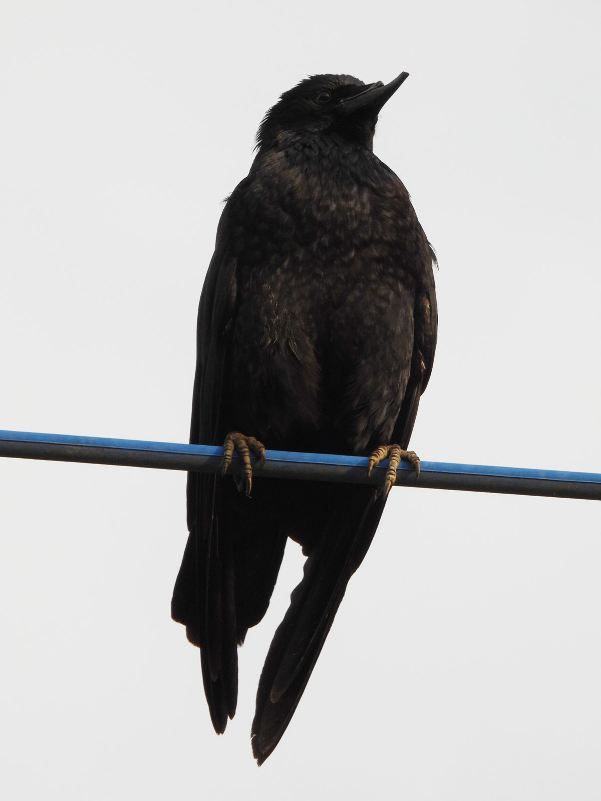 ハシボソガラス嘴破損縦全身