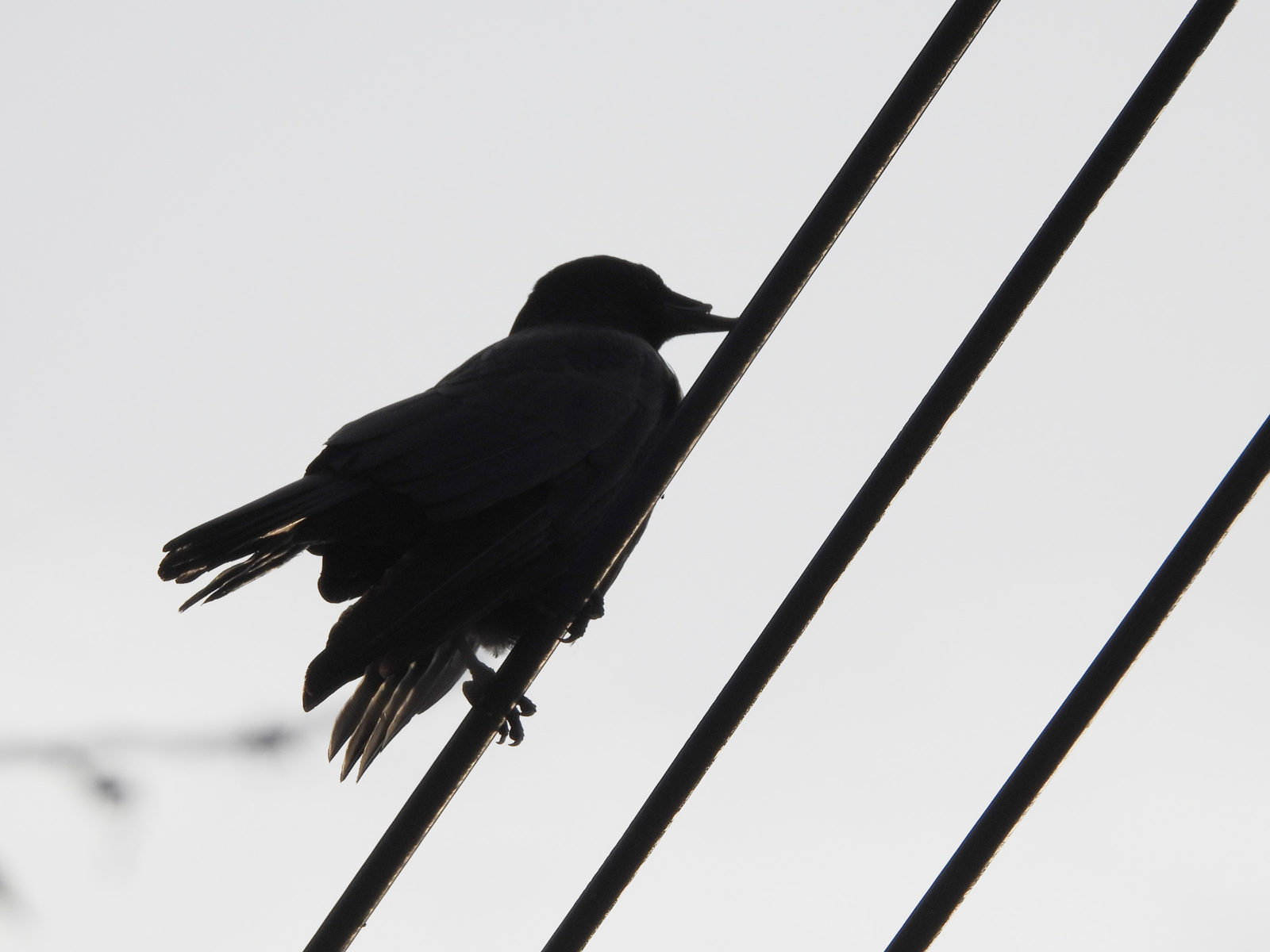 ハシボソガラス嘴破損