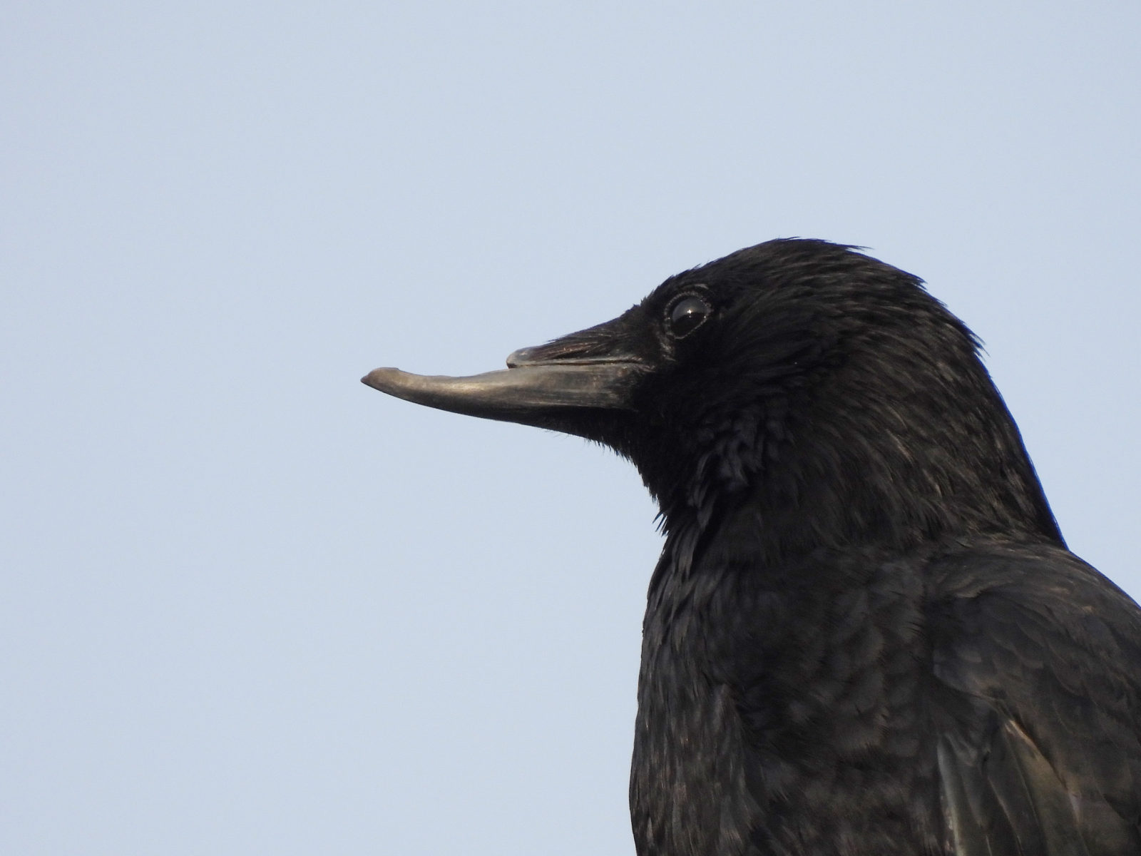 ハシボソガラス嘴破損アップ