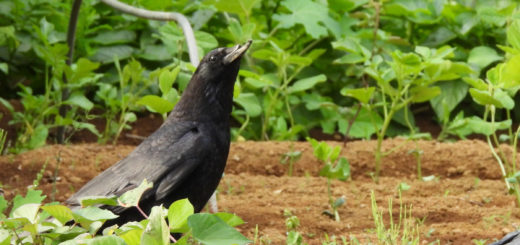 ハシボソガラス嘴破損
