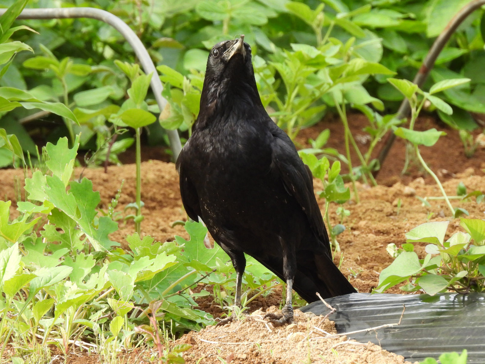 ハシボソガラス嘴破損