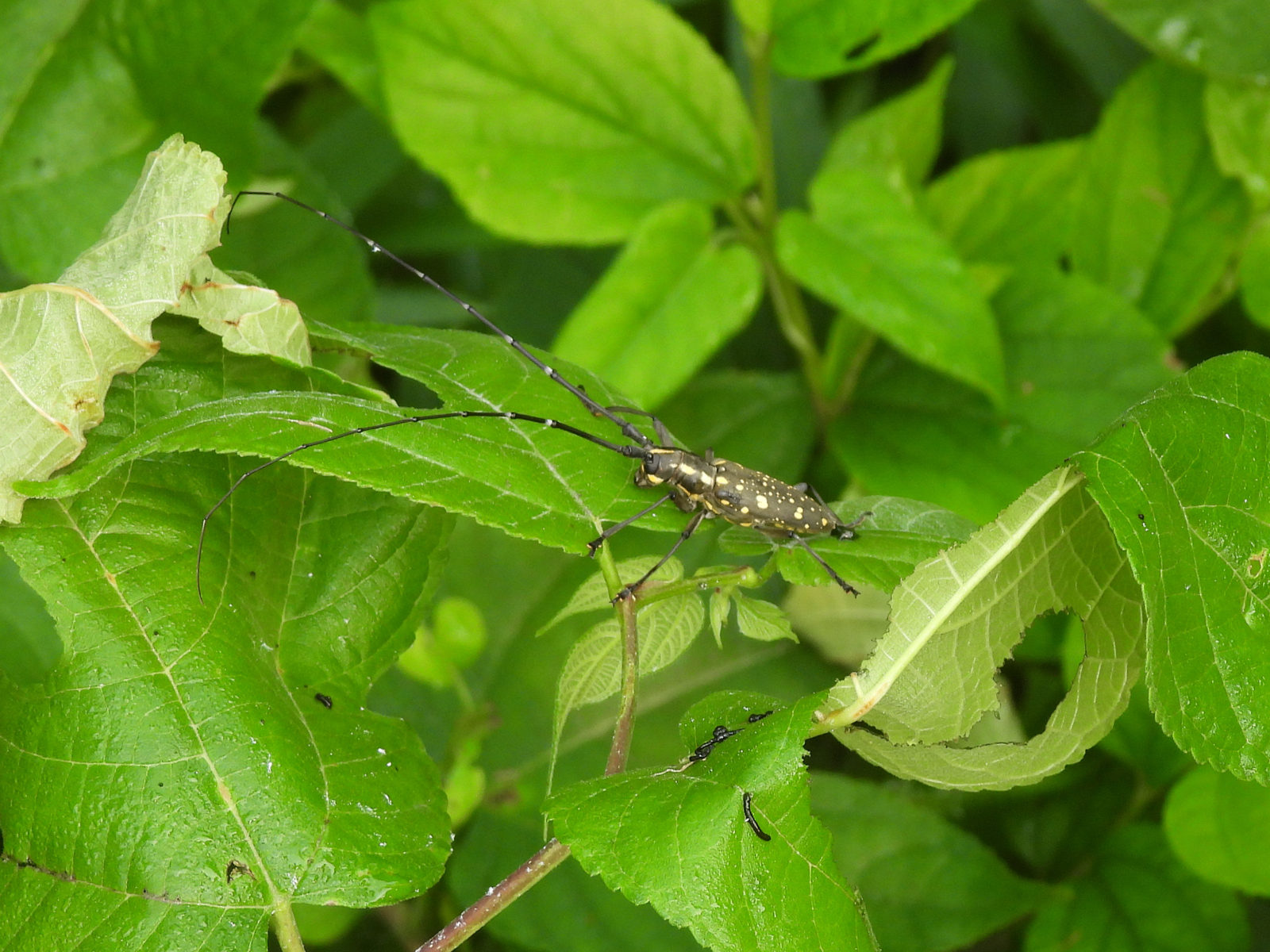 キボシカミキリ