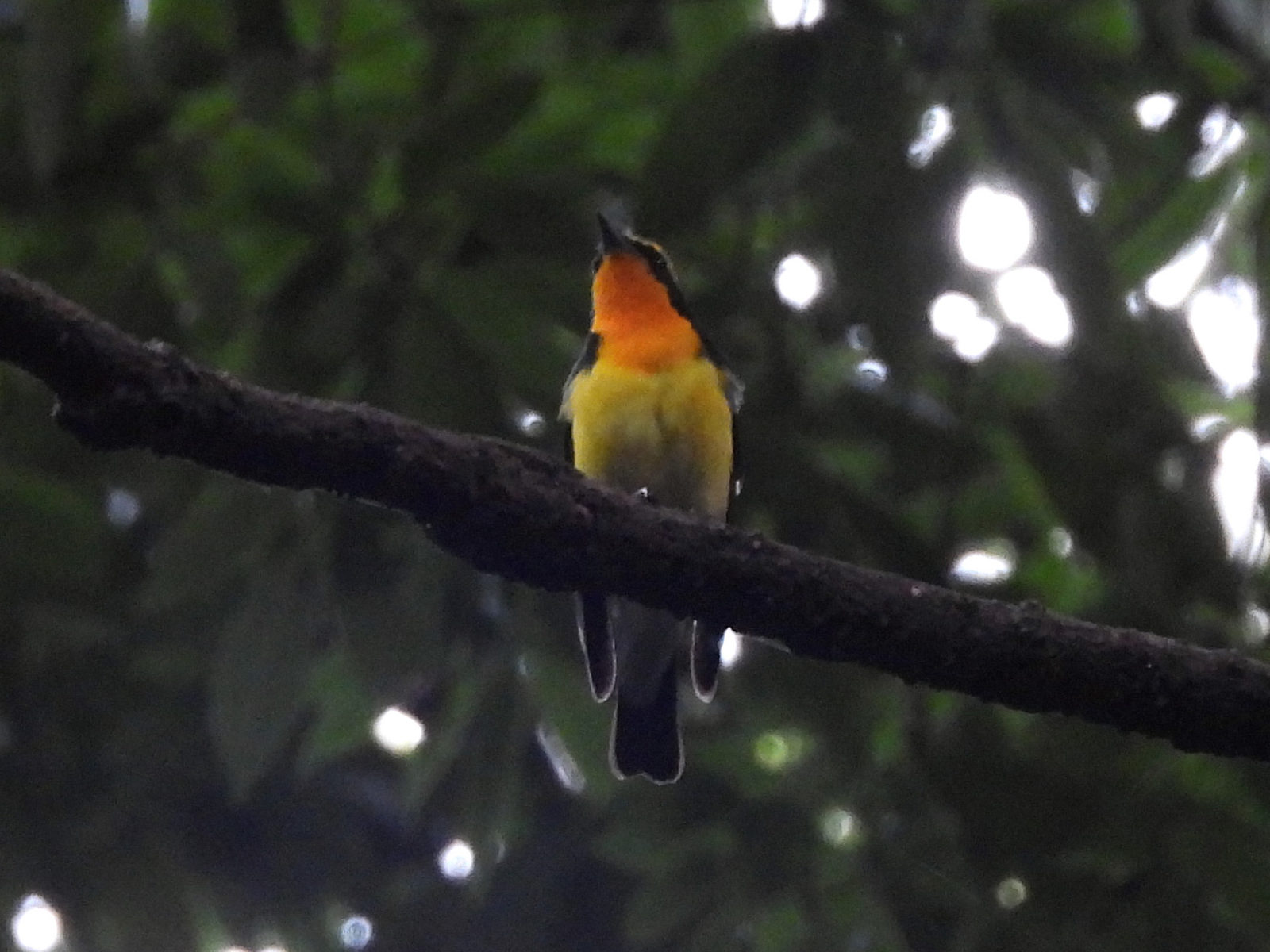 キビタキ拡大トリミング