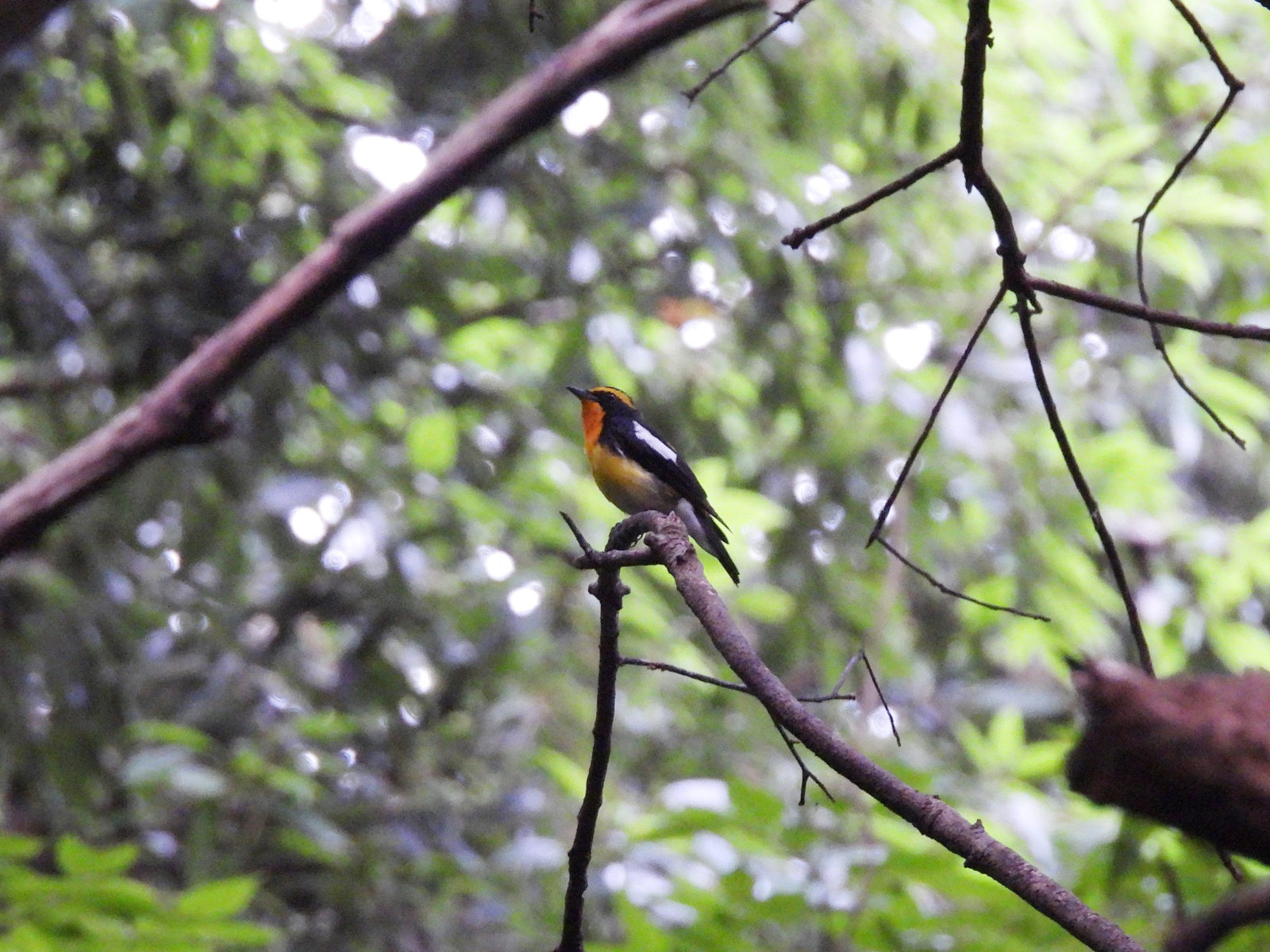 キビタキメイン