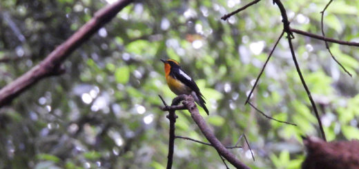 キビタキメイン