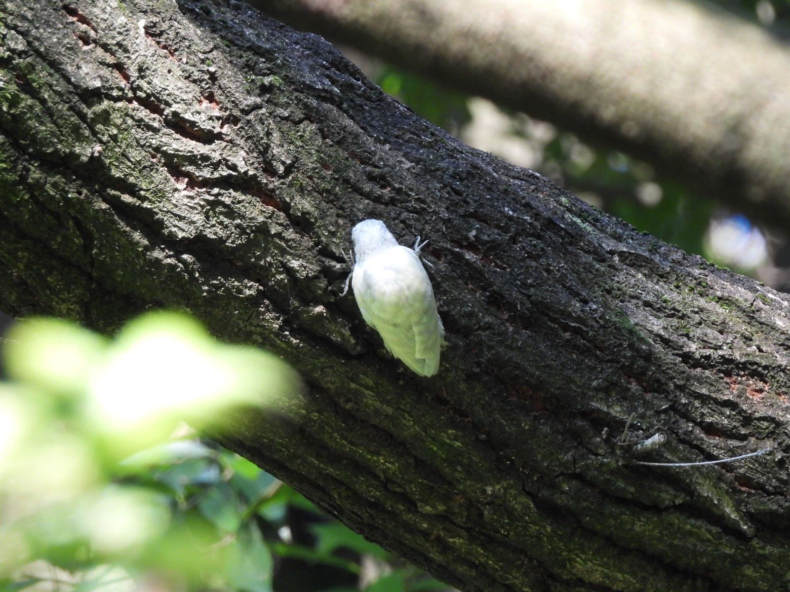 白いコゲラ後ろ