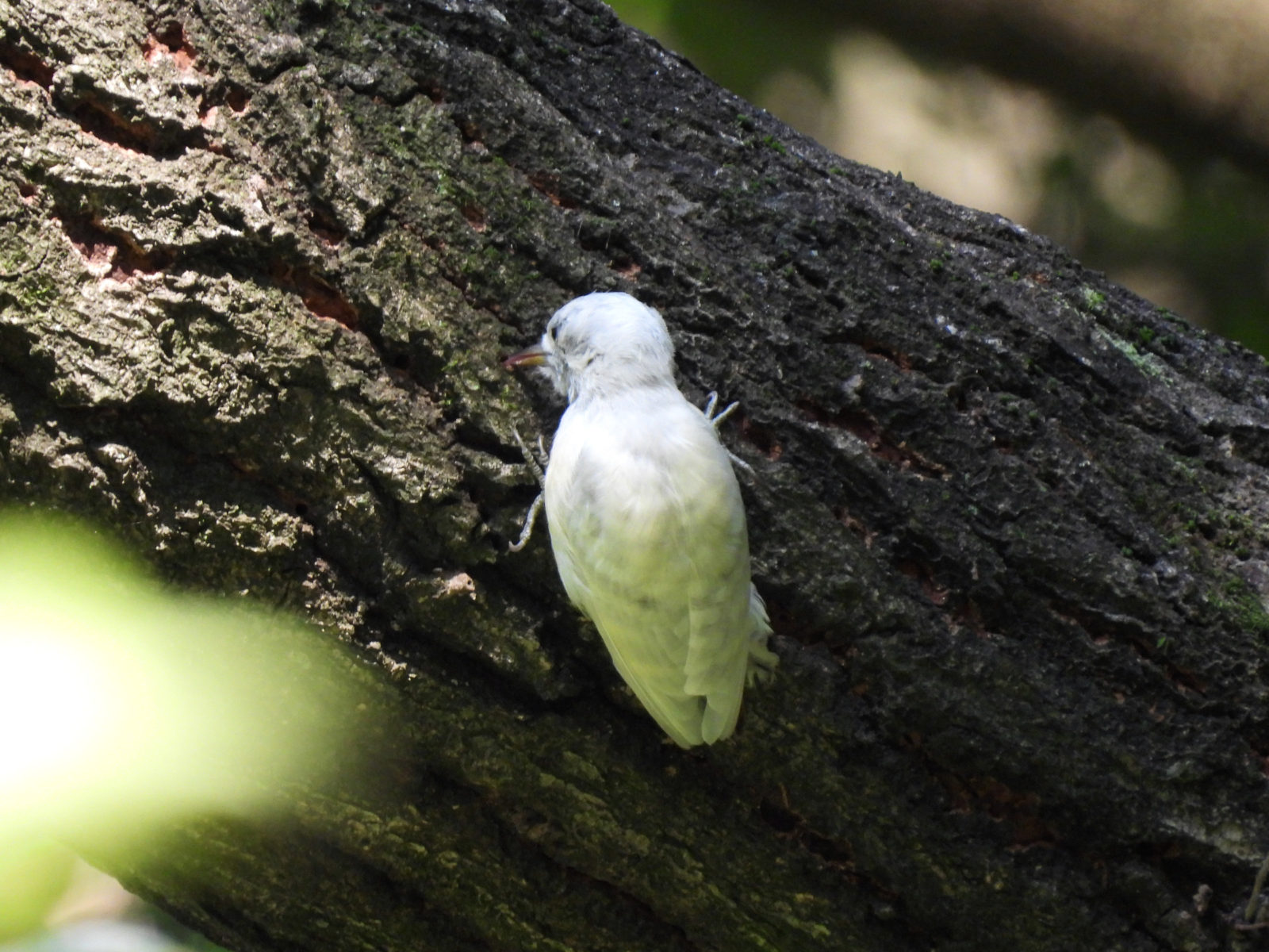 白いコゲラ後ろ