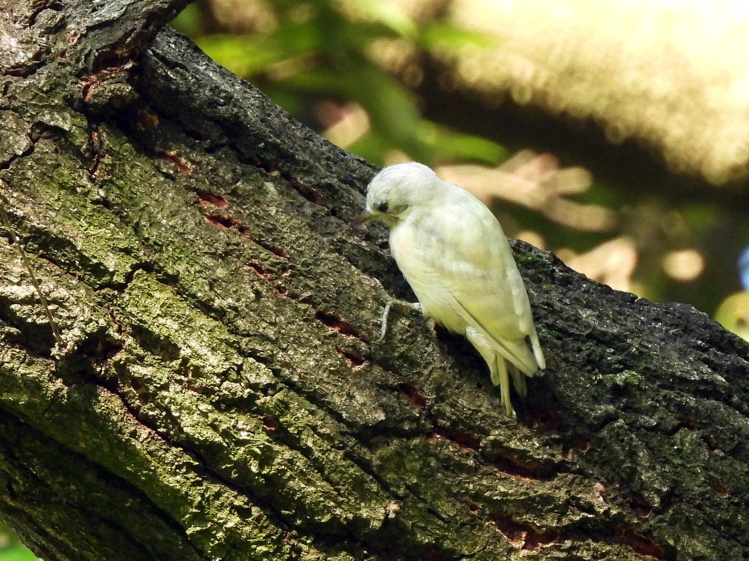 白い鳥 セグロセキレイのほとんど白化 | LOVE-BIRDS.NET