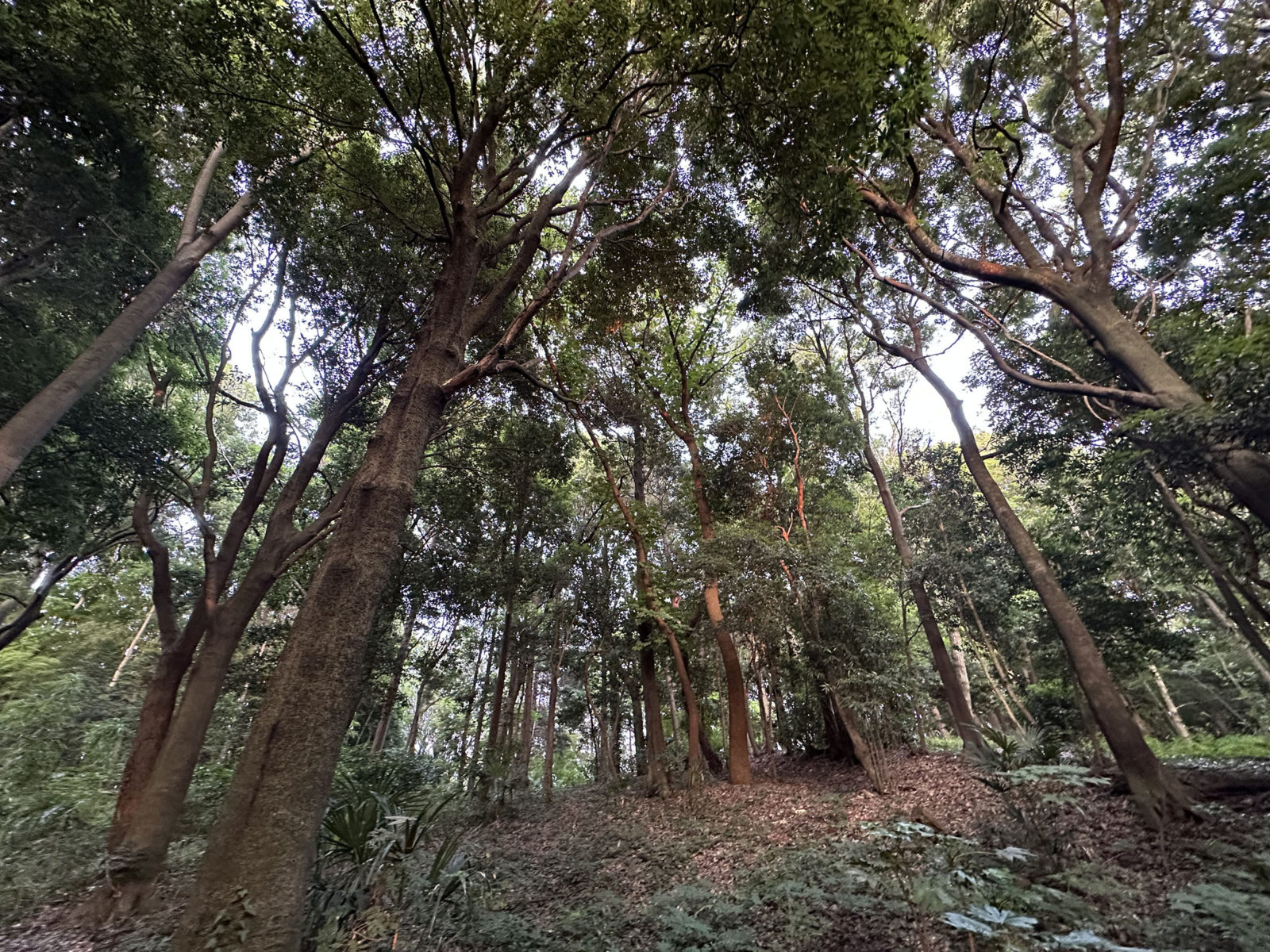 フクロウのいる森