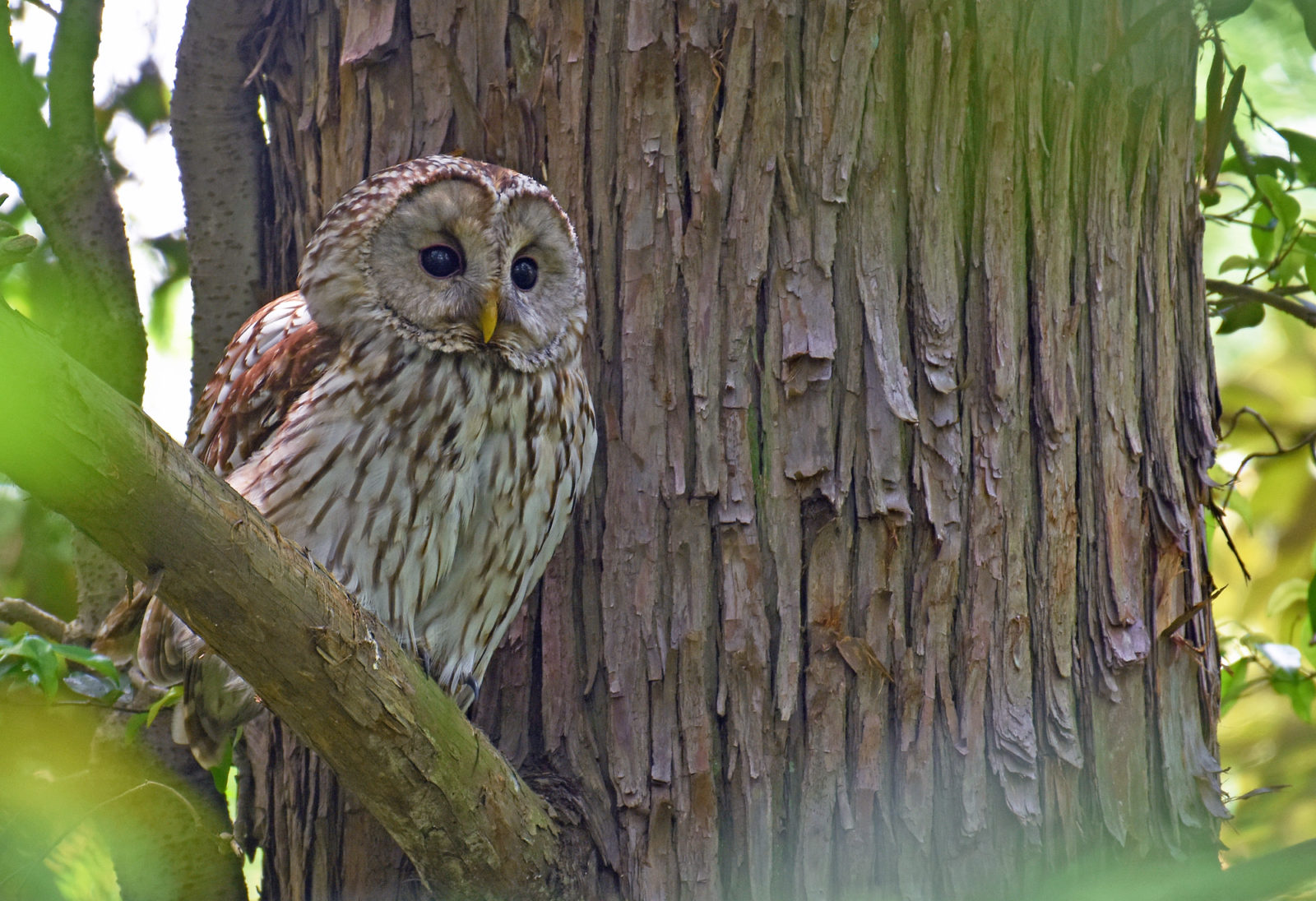 こちらの写真は佐倉城址公園にて撮影されたもの（有料フリー素材より）