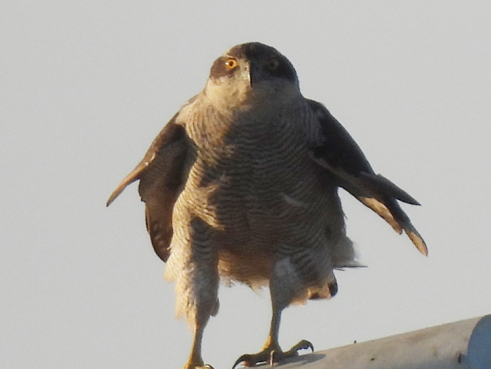 オオタカアップ