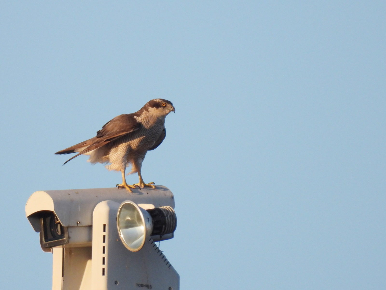 オオタカ右向き