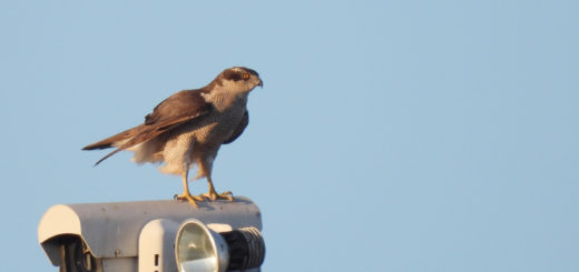 オオタカ右向き
