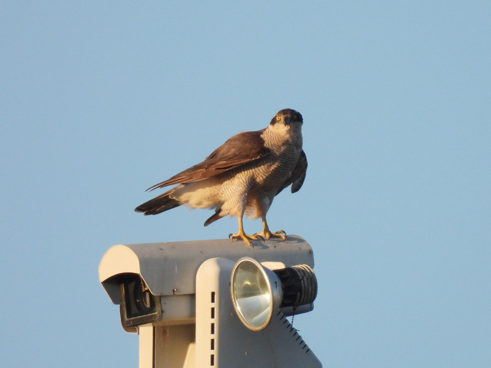 オオタカ左向き