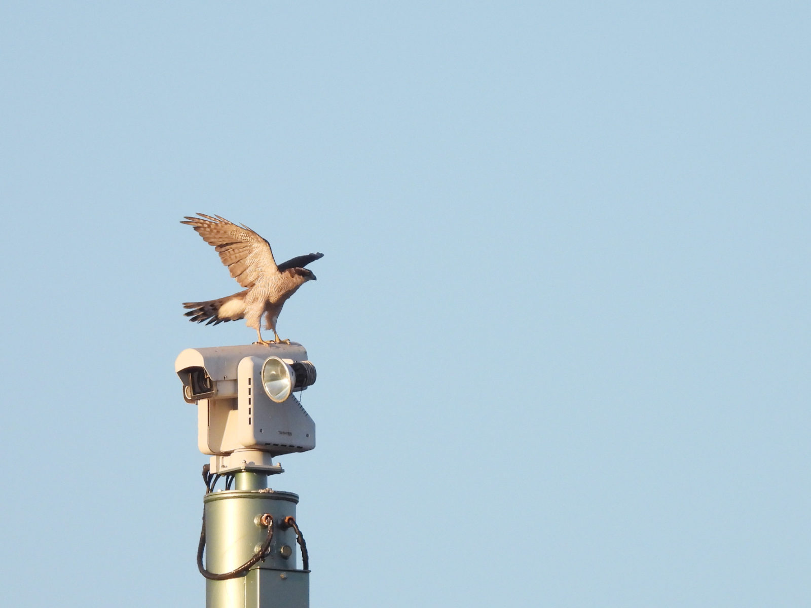 オオタカ羽を広げる