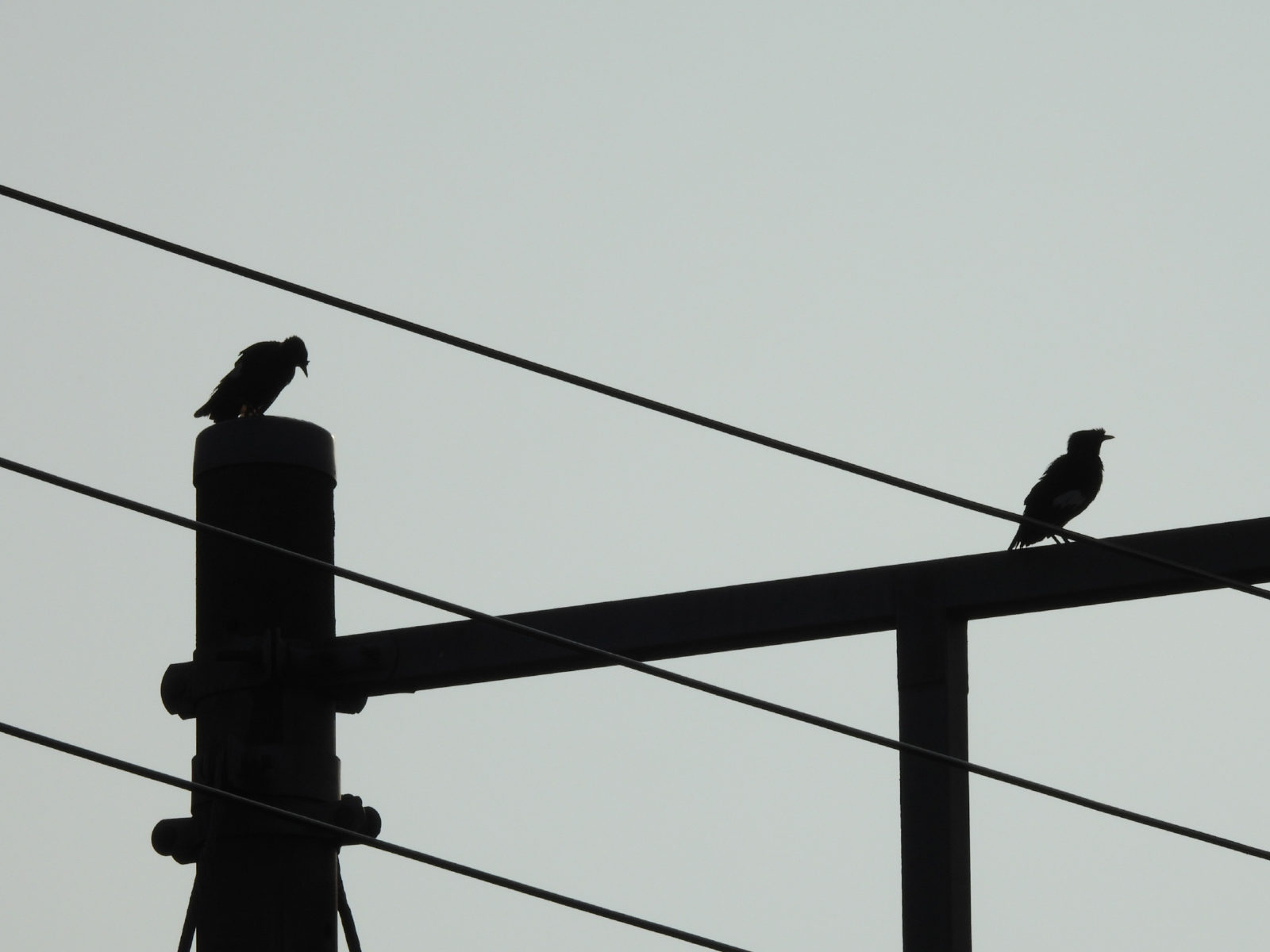 ハッカチョウ2羽