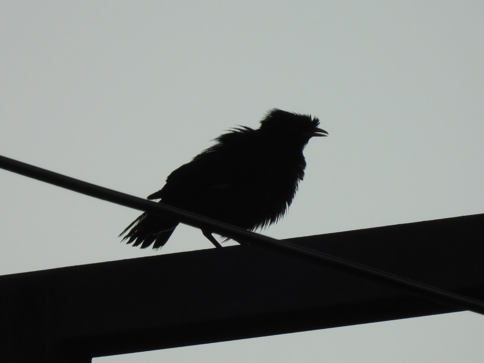 ハッカチョウシルエット