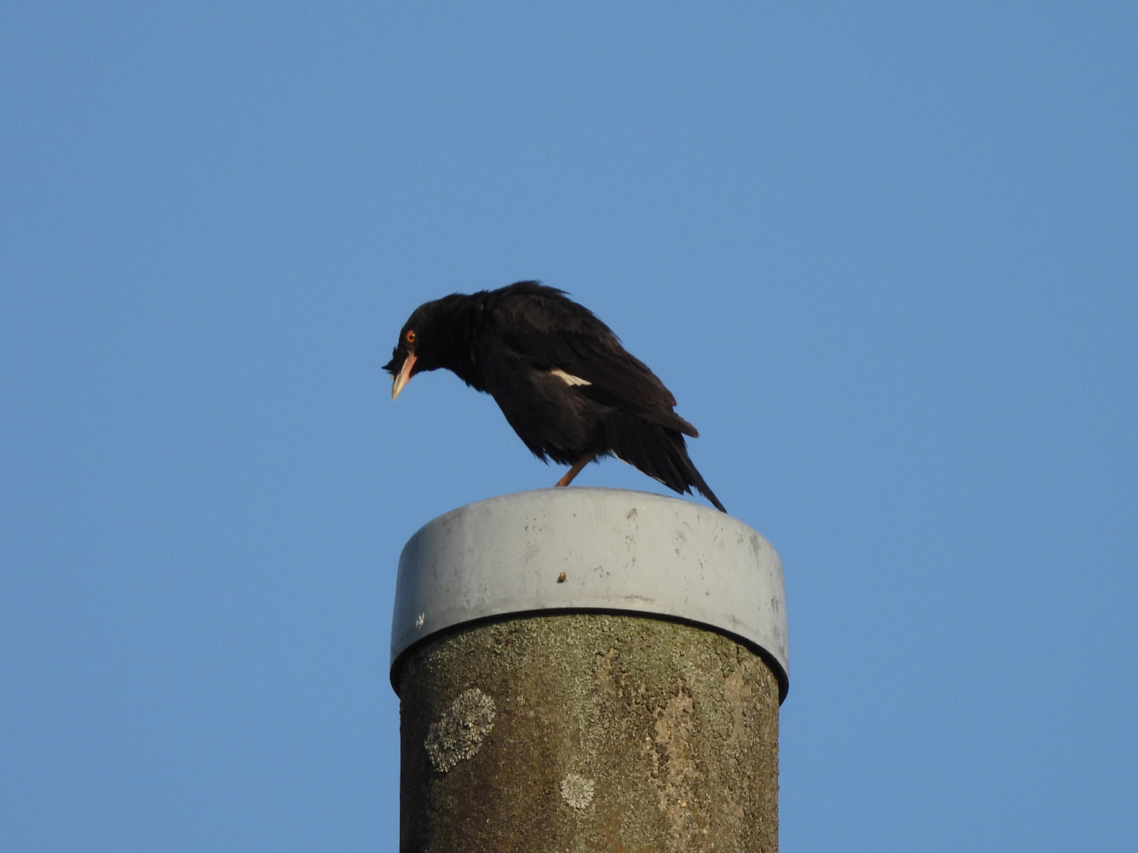 ハッカチョウ電柱の上