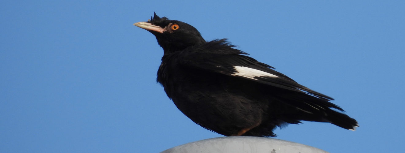 ハッカチョウ電柱の上