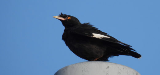 ハッカチョウ電柱の上