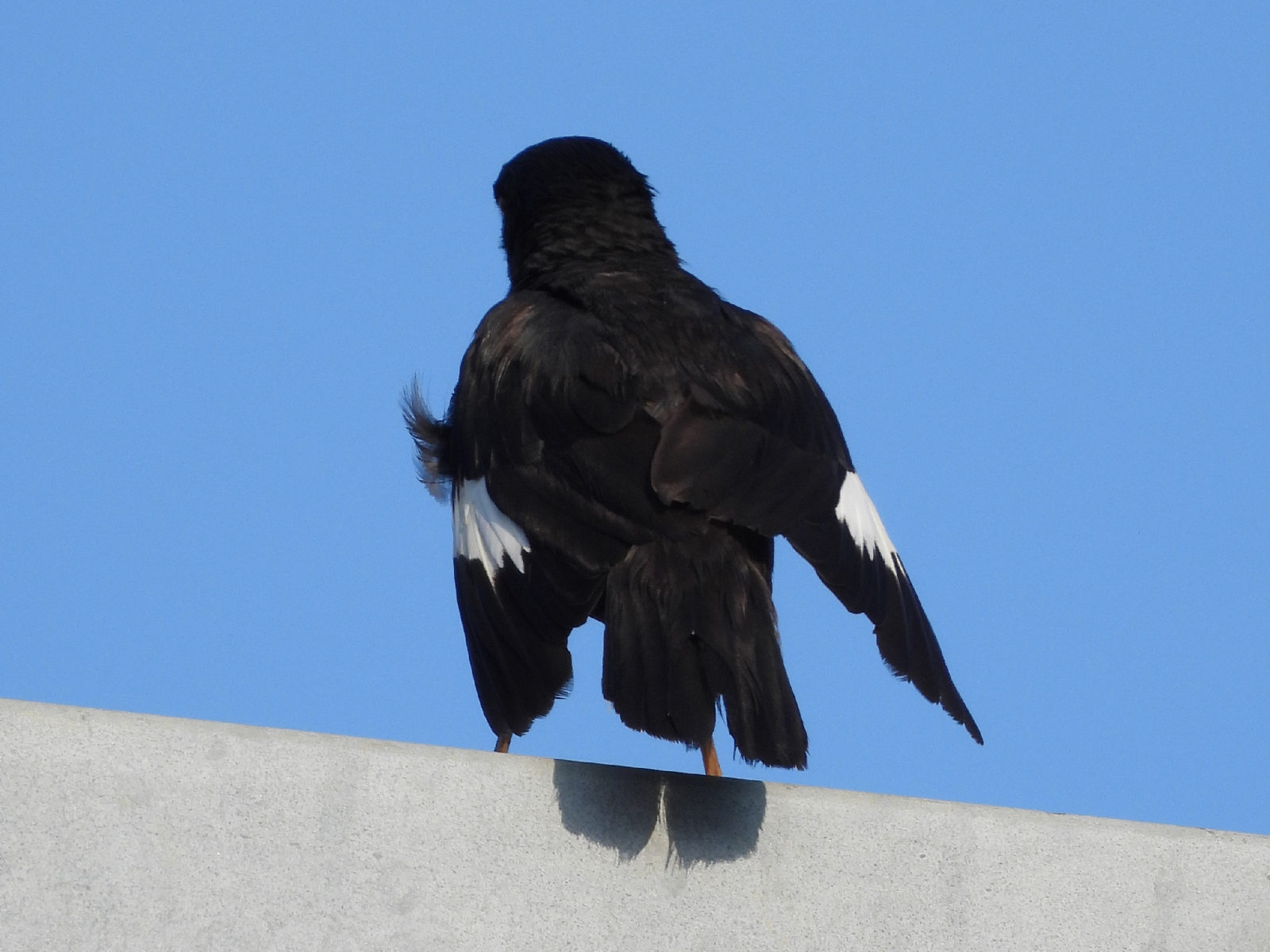 ハッカチョウ後ろ姿