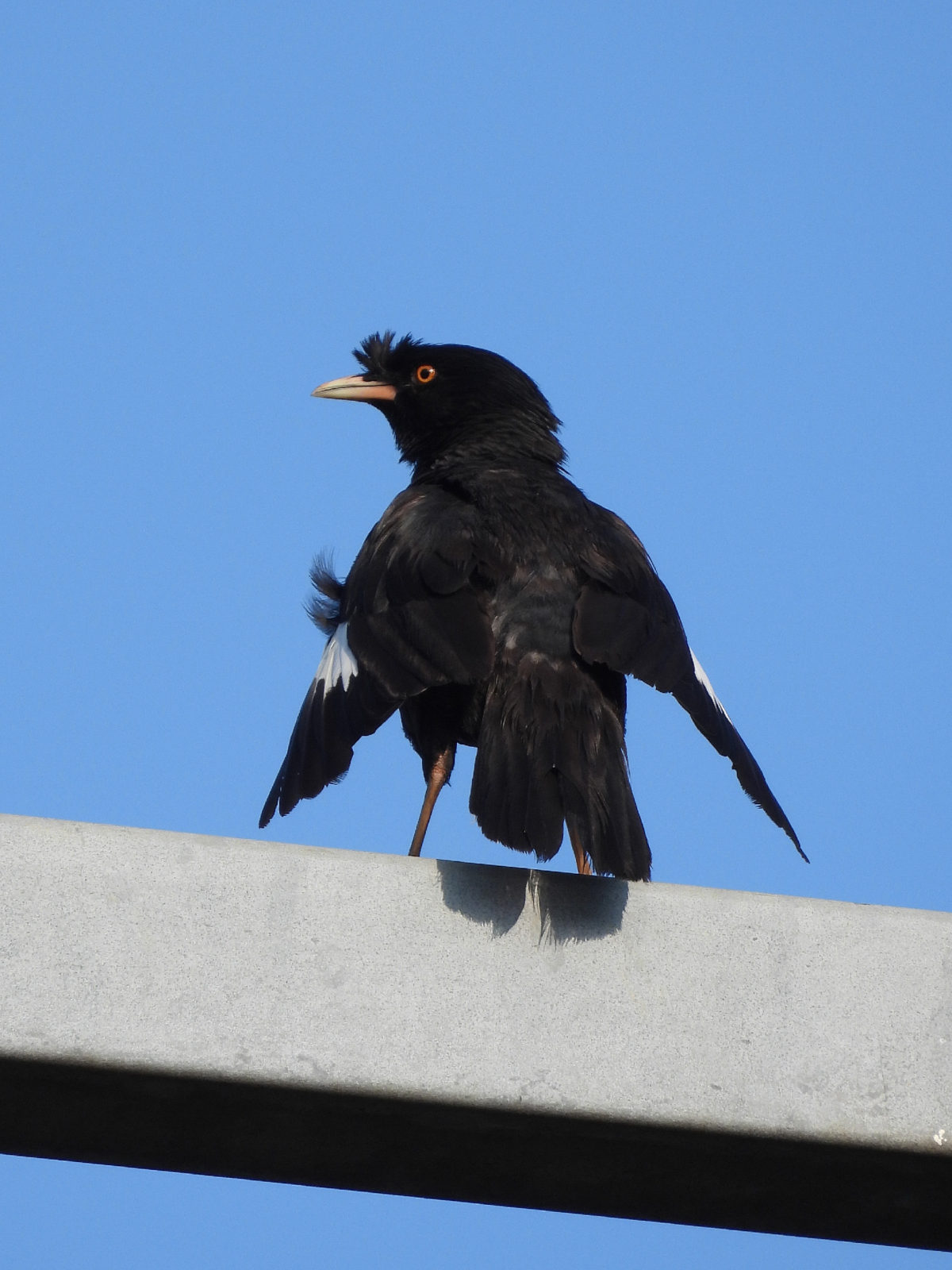 ハッカチョウ後ろ姿