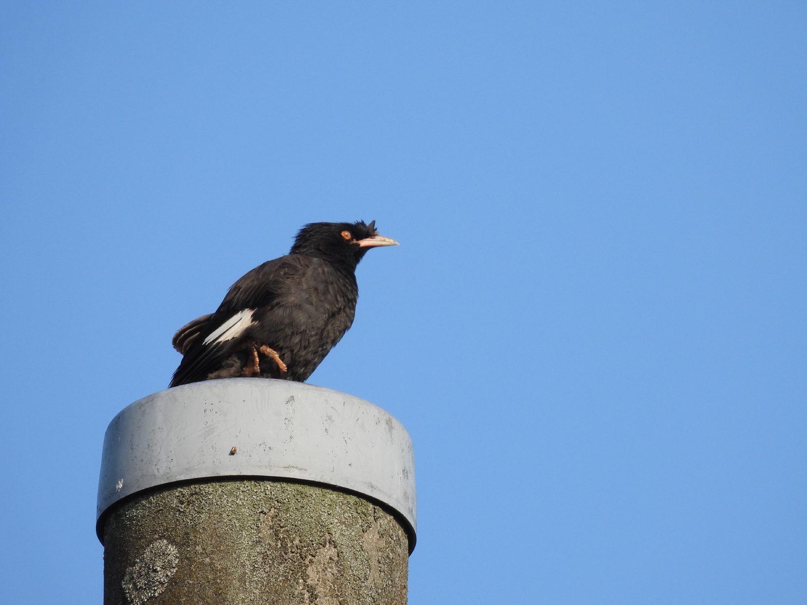 ハッカチョウ瞬膜
