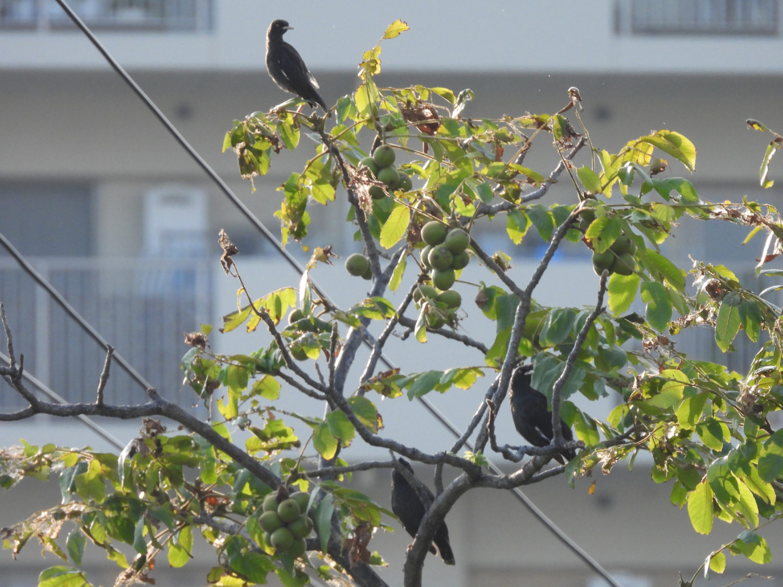 ハッカチョウ３羽