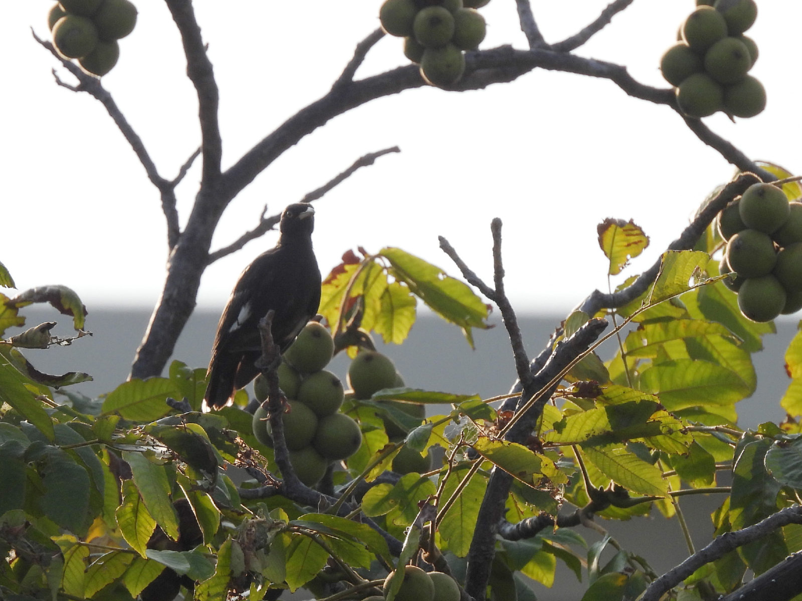 ハッカチョウ若鳥？