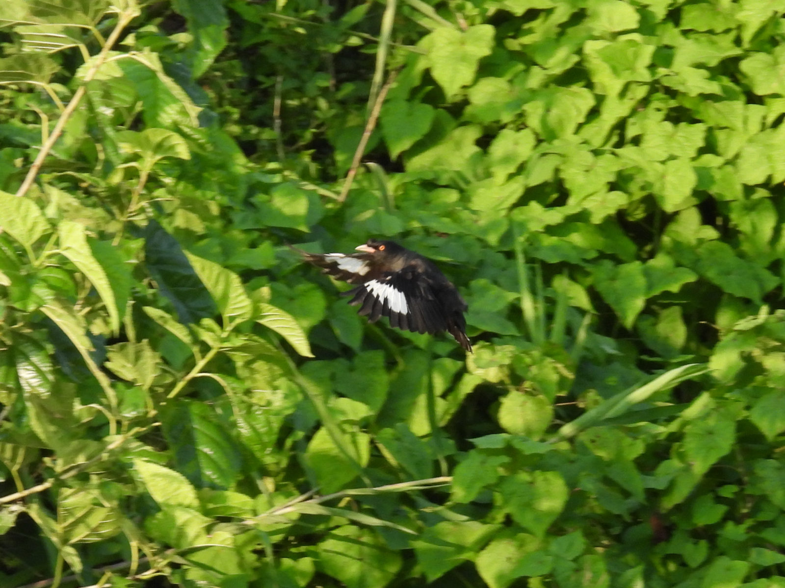 ハッカチョウ飛翔