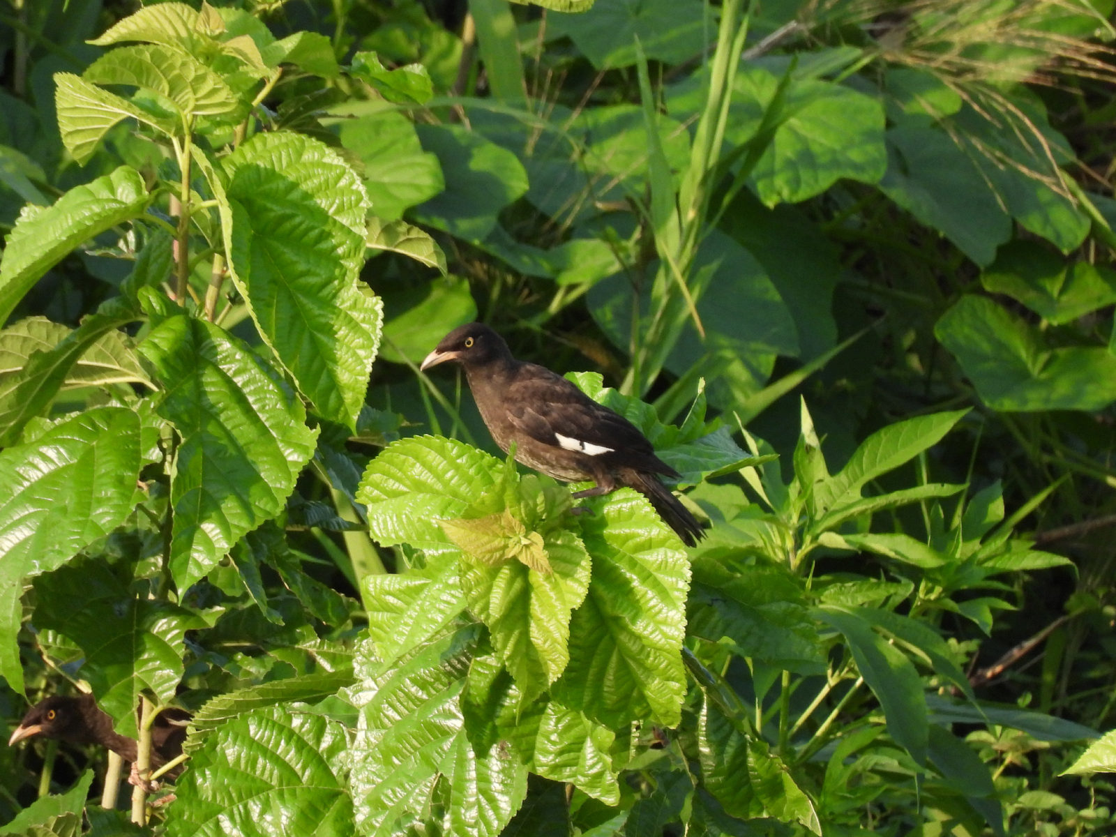 ハッカチョウ若鳥？