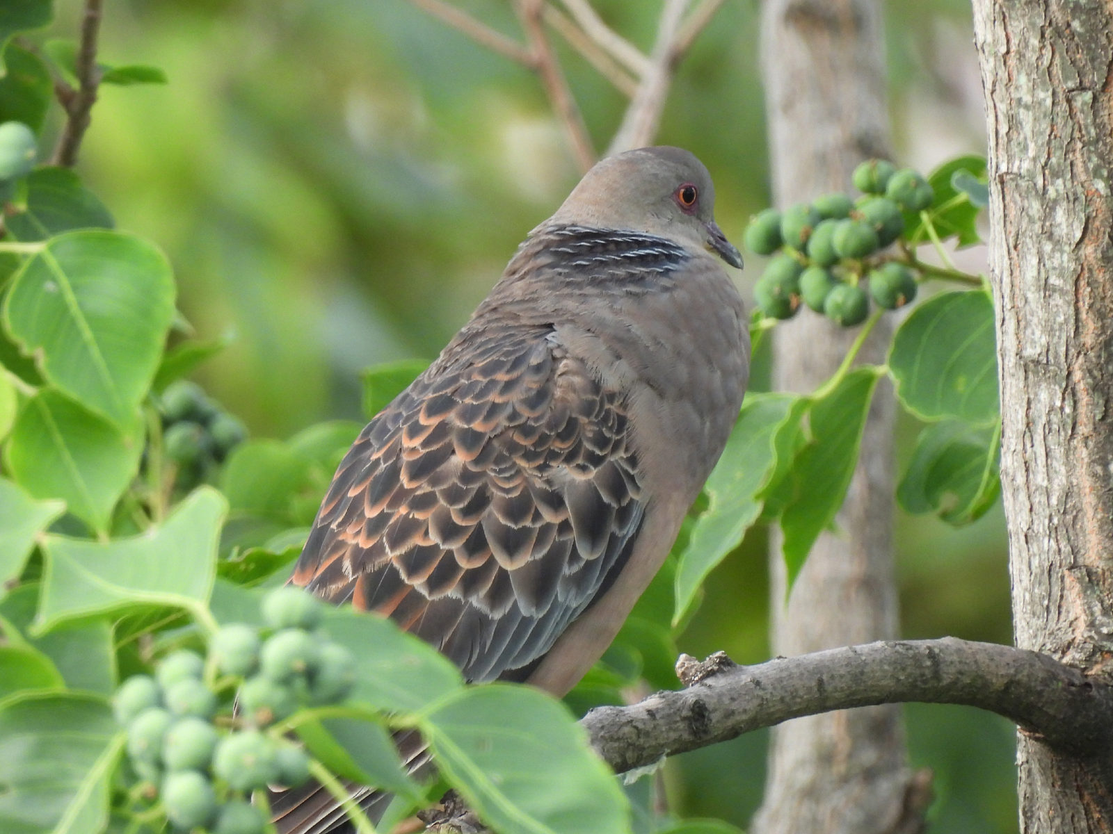 キジバト喉を膨らませている