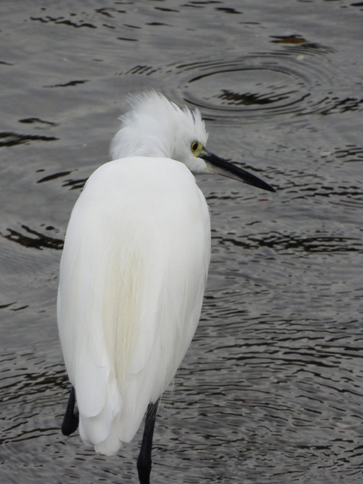 コサギ羽逆立ち
