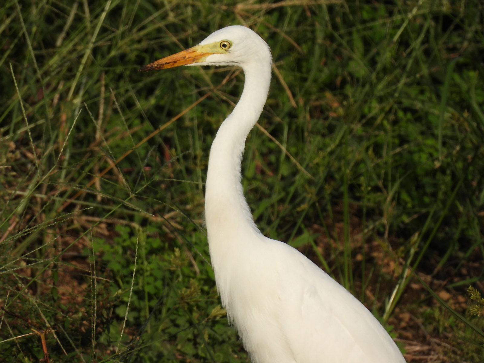 チュウサギアップ