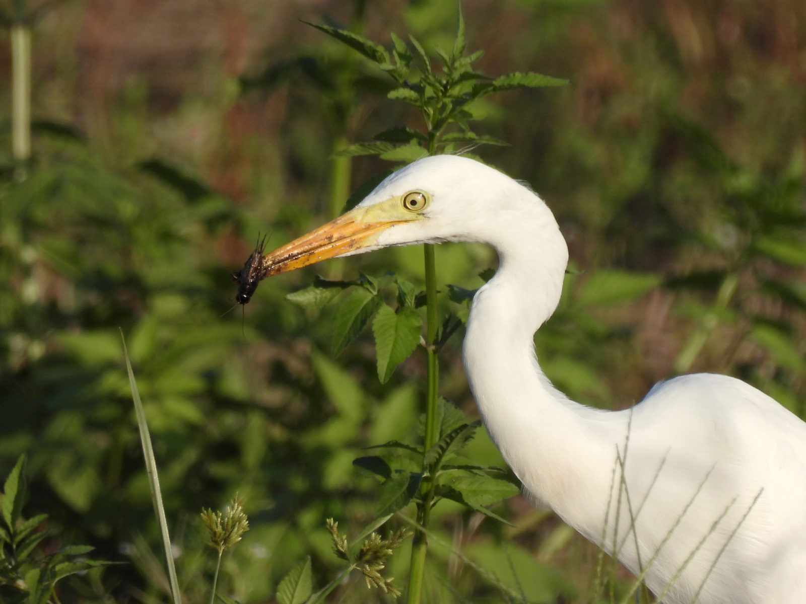 チュウサギコオロギ？を食す