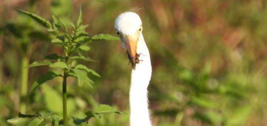 チュウサギコオロギ？を食す