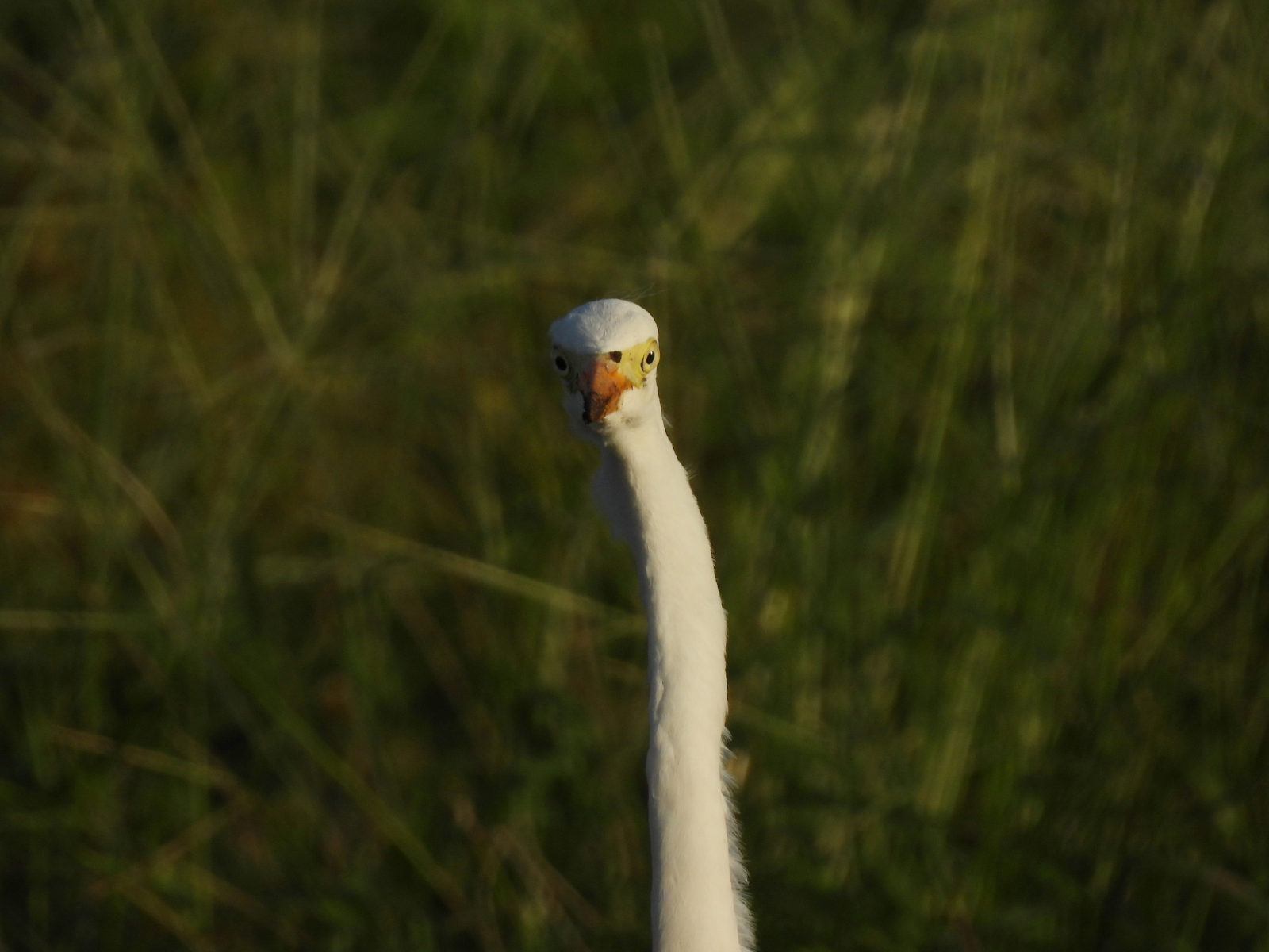 チュウサギ顔アップ