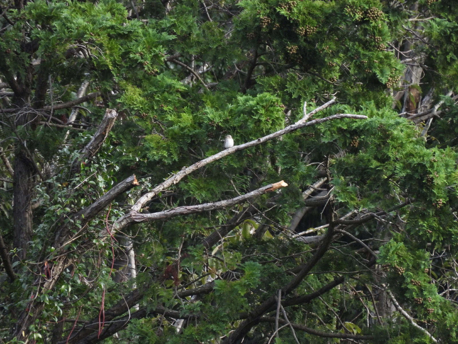 コサメビタキ？