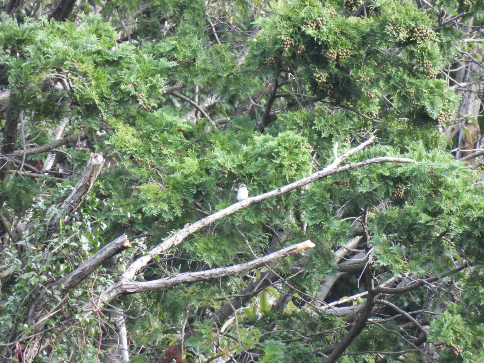 コサメビタキ？