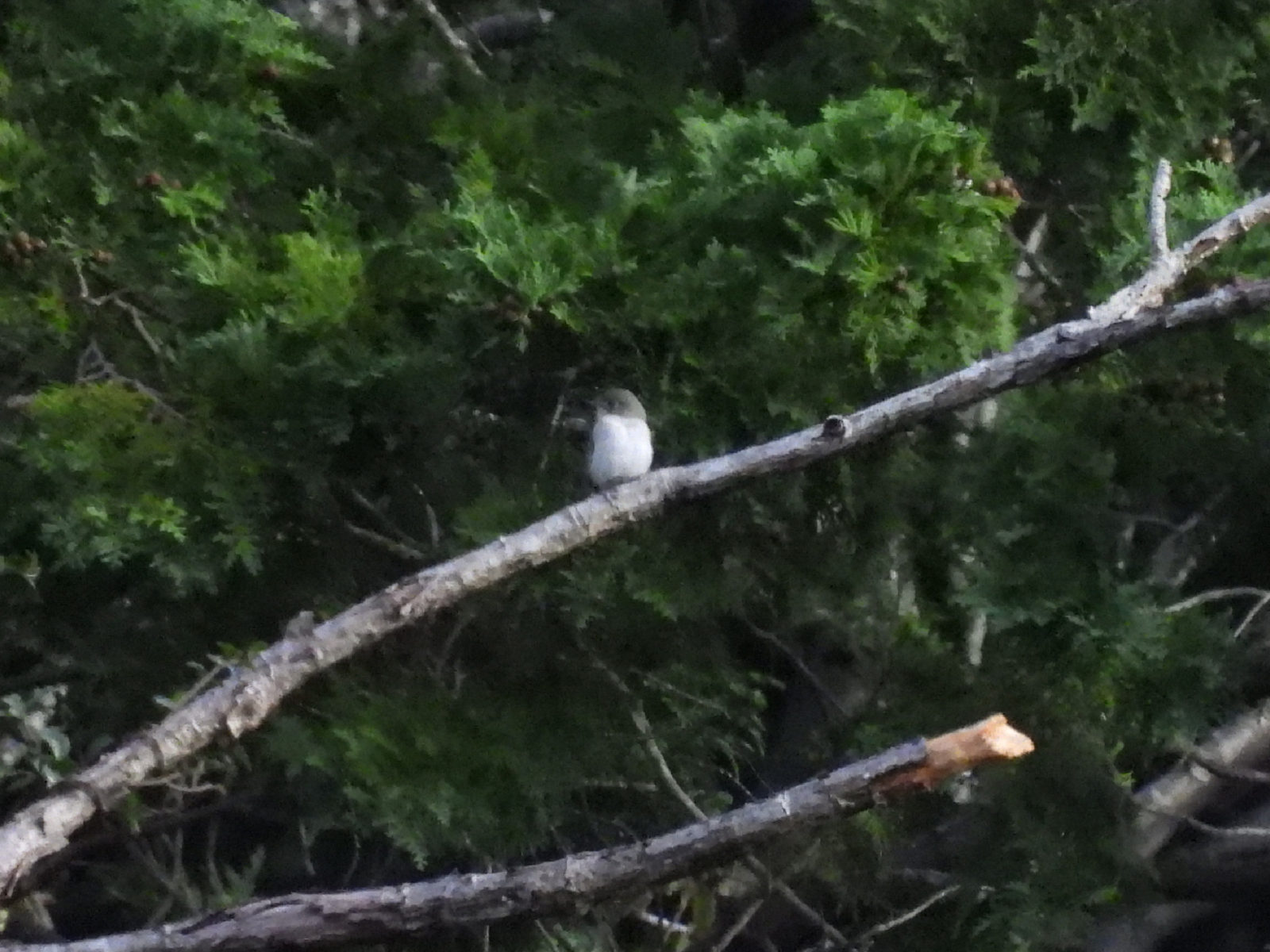 コサメビタキ？拡大トリミング