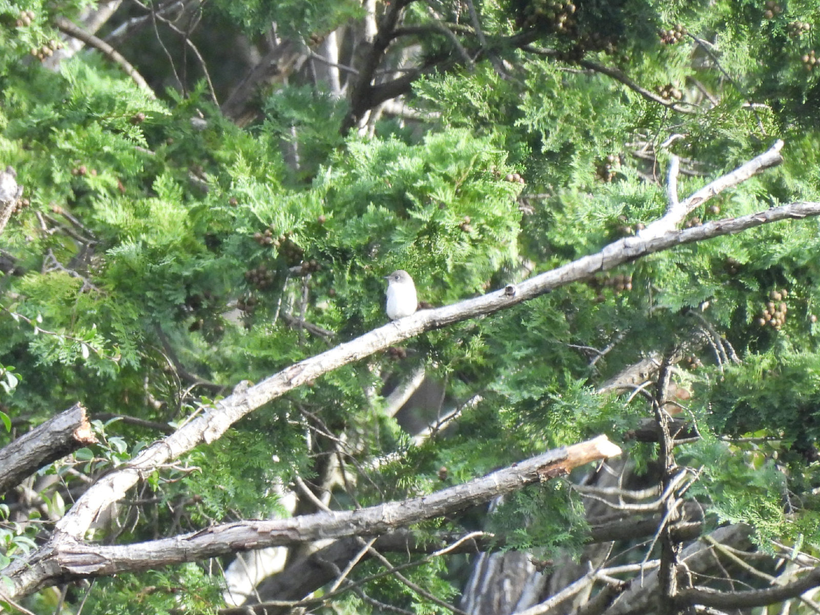 コサメビタキ？