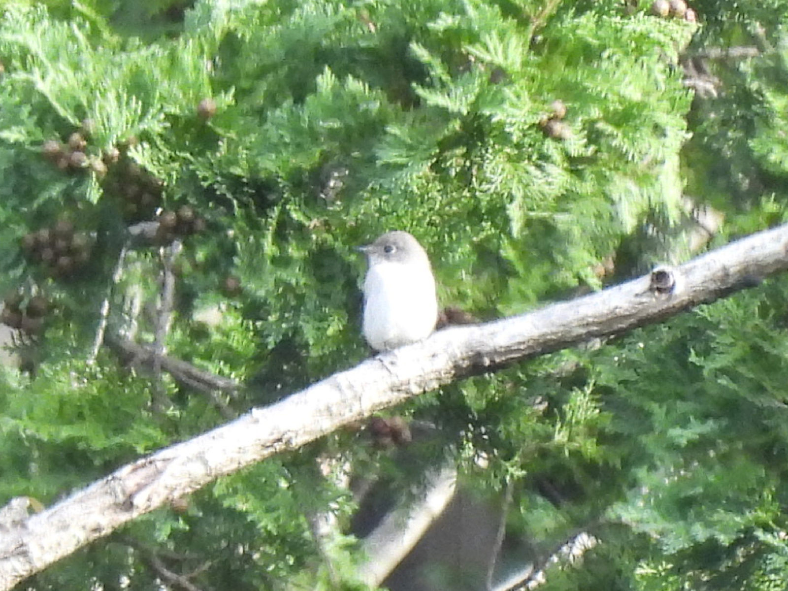 コサメビタキ？拡大トリミング